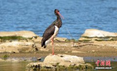 <b>贵州威宁：“鸟中大熊猫”黑鹳春</b>