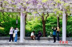 浙江杭州：紫藤花盛放引游人打卡